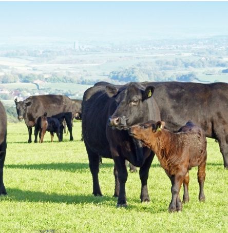 Aberdeen Angus cows & other news from the farm